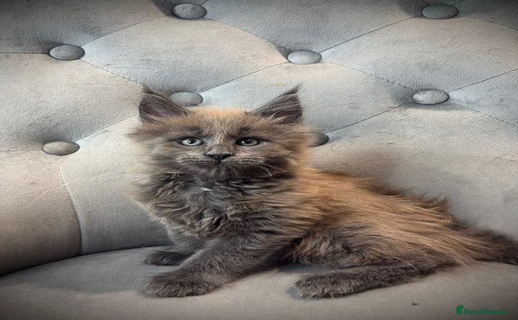 Maine Coon cats - Advert 3