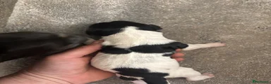 English Springer Spaniel Puppy 5