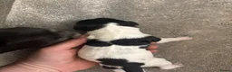 English Springer Spaniel dogs for sale: Springer Spaniel Puppies  - Advert 9