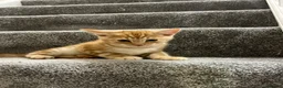 Mixed Breed cats for sale: Lovely playful kitten ginger boy - Advert 1
