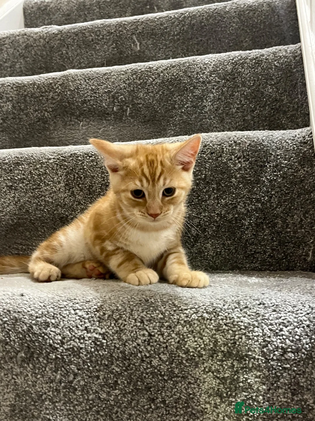 Mixed Breed cats for sale: Lovely playful kitten ginger boy - Advert 1