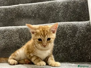 Mixed Breed cats Lovely playful kitten ginger boy - Advert 4