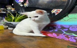 Mixed Breed cats for sale: Kittens ready to go!!😸 - Image 6