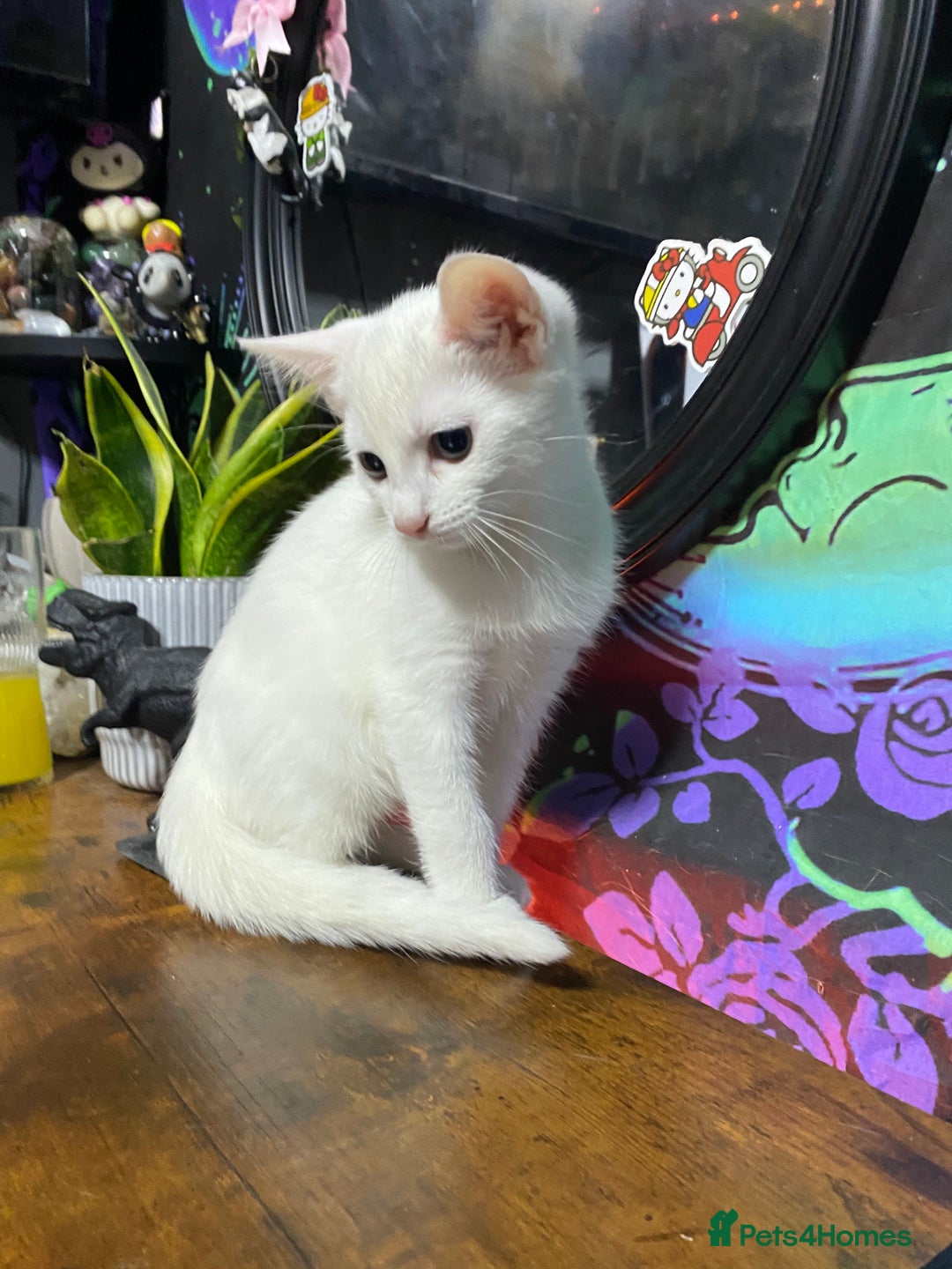 Mixed Breed cats for sale: Kittens ready to go!!😸 - Image 6