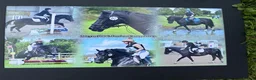 Welsh Section D horses for sale: Genie Welsh Section D 14.2 mare pony club in Burton-on-Trent - Advert 6