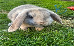Mini Lop rabbits for sale: Mini Lop Rabbits For Sale  - Image 14