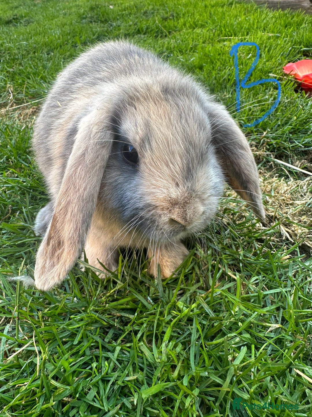 Mini Lop rabbits for sale: Mini Lop Rabbits For Sale  - Image 14
