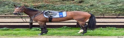 Irish Thoroughbred horses for sale: Kodi - The one with the WOW  - Advert 5