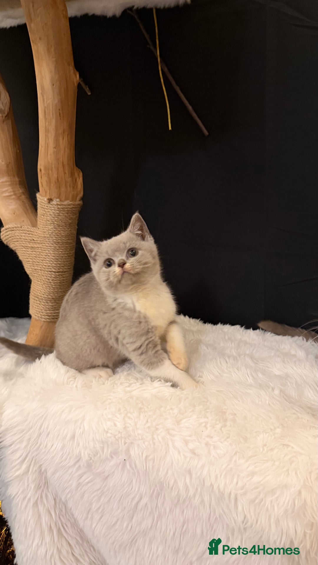 British Shorthair cats for sale: 😽Full Pedigree Registered BSH🌷Trusted Breeder - Advert 14