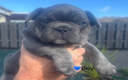 French Bulldog dogs for sale: French Bulldog Puppies - Image 4