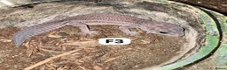 Leopard Gecko reptiles for sale: Available Rescue Looking for Their Forever Homes - Advert 12