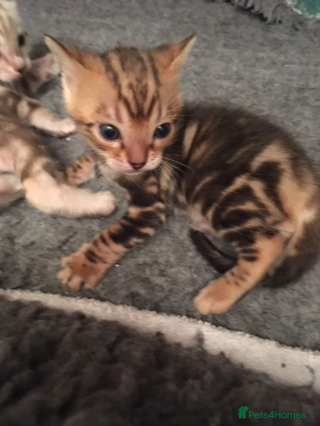Bengal cats for sale: Bengal Kittens GCCF Registered in Bicester - Advert 2