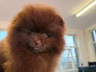 Pomeranian dogs Chocolate 😍🧸🤎✨ - Advert 15