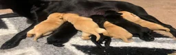 Labrador Retriever dogs for sale: Stunning working Labrador puppies  in Malton - Advert 2