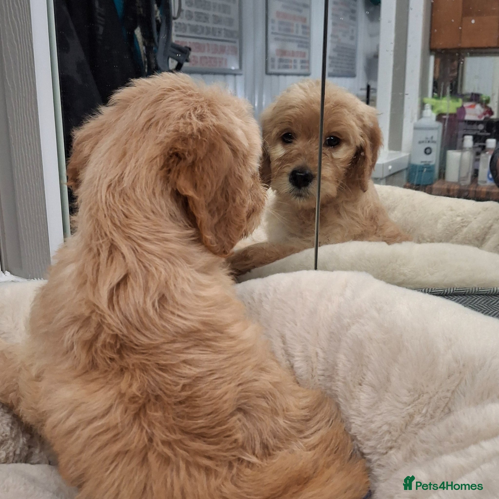 Goldendoodle dogs Goldendoodle - Advert 2