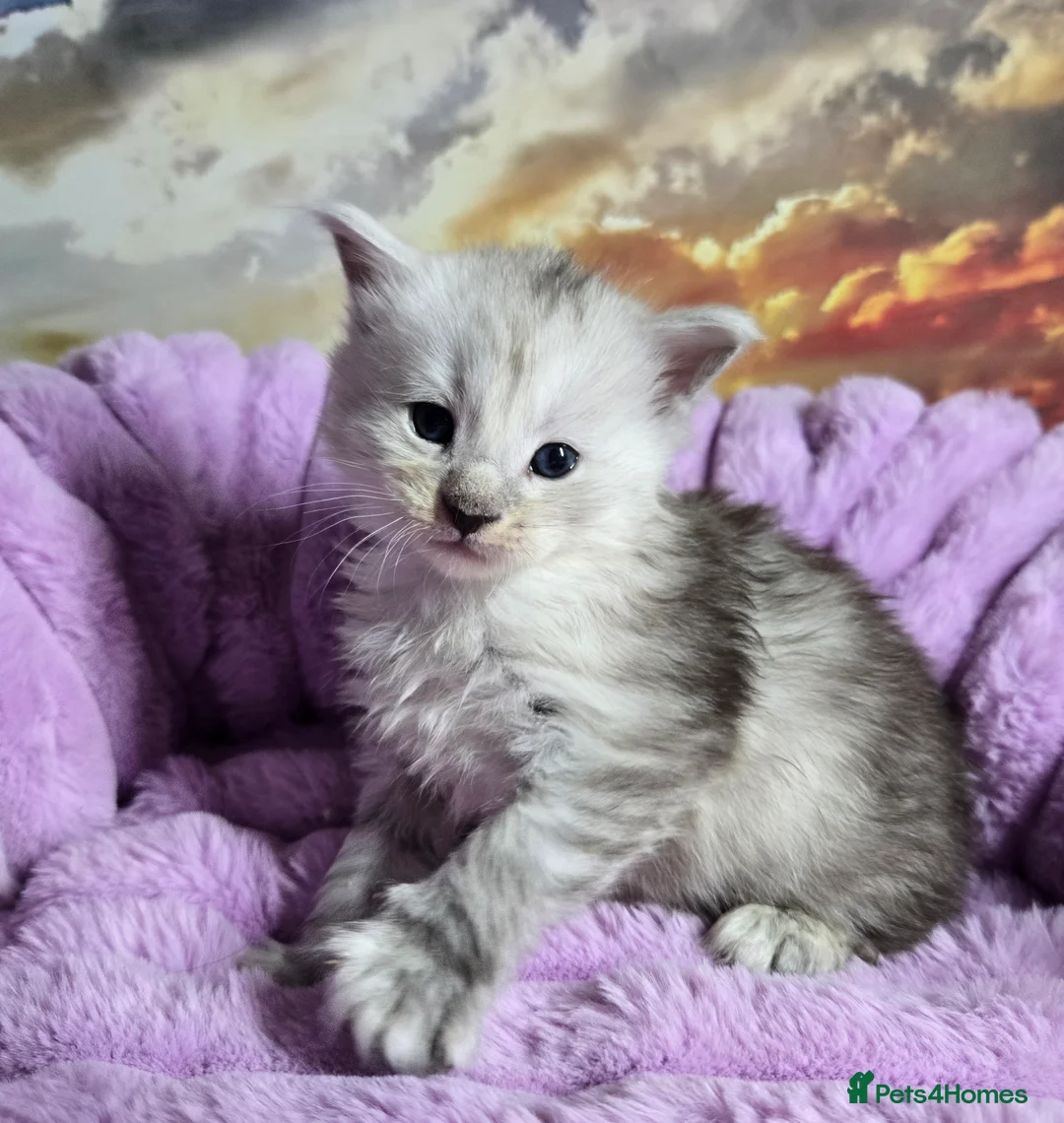 Maine Coon cats for sale: Stunning Maine Coon kittens - Advert 23