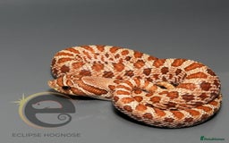 Snake reptiles for sale: Hognose snakes  - Image 17