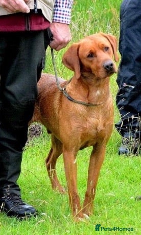 Labrador Retriever dogs CLAYBROW INDIANA COPPER AVAILABLE for Stud (PROVEN in Southport - Advert 6