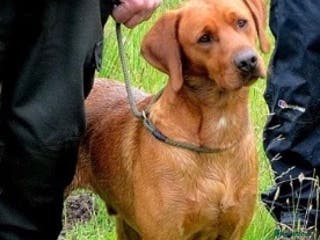 Labrador Retriever dogs CLAYBROW INDIANA COPPER AVAILABLE for Stud (PROVEN in Southport - Advert 17