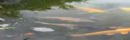 Koi Carp fish for sale: Mirror carp common carp and leather  in Wakefield - Advert 2