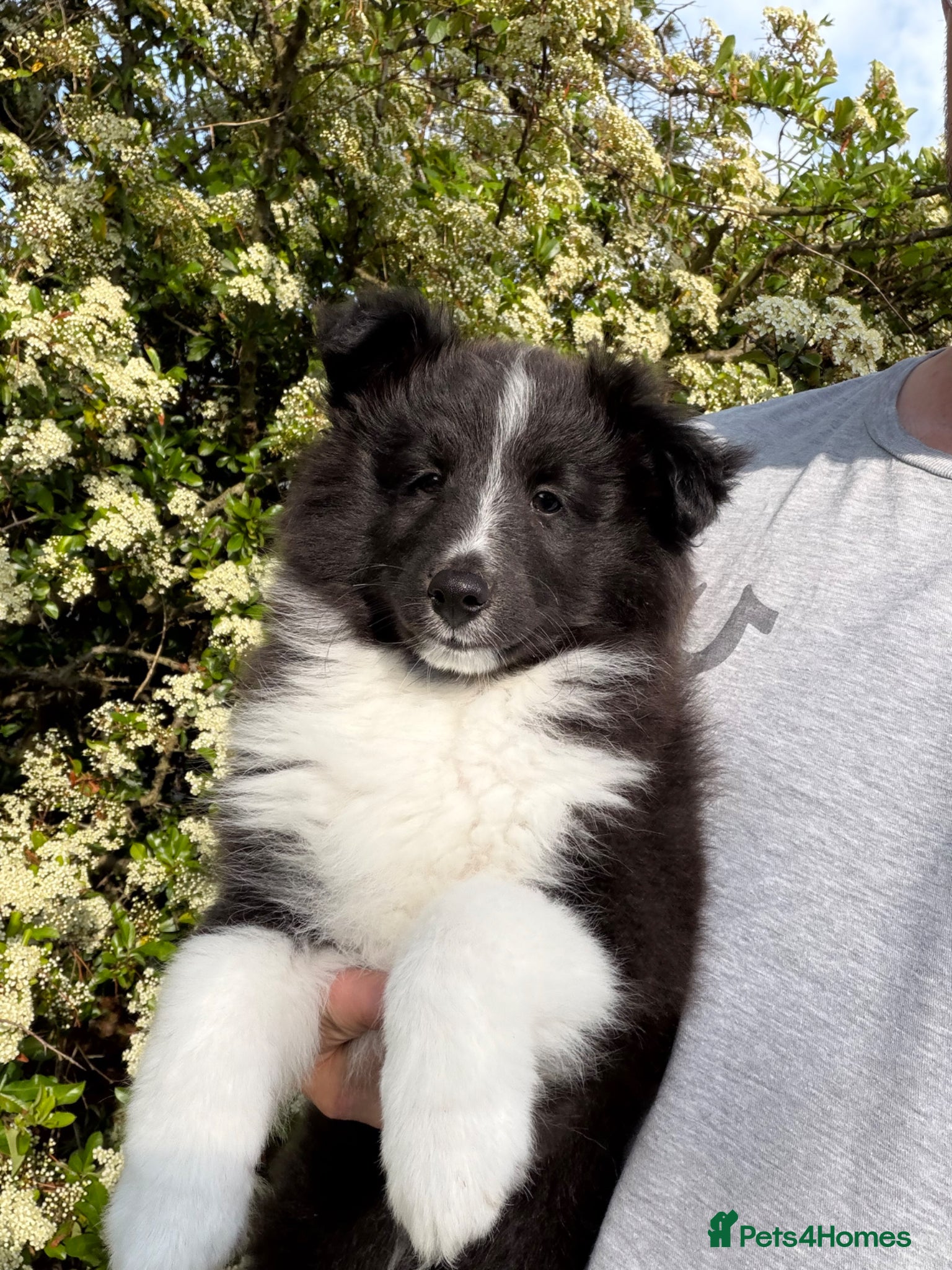 Shetland Sheepdog dogs Cuddly Sheltie boy…. - Advert 1