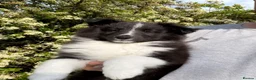 Shetland Sheepdog dogs for sale: Gorgeous Bi-black Boy Available  - Advert 6