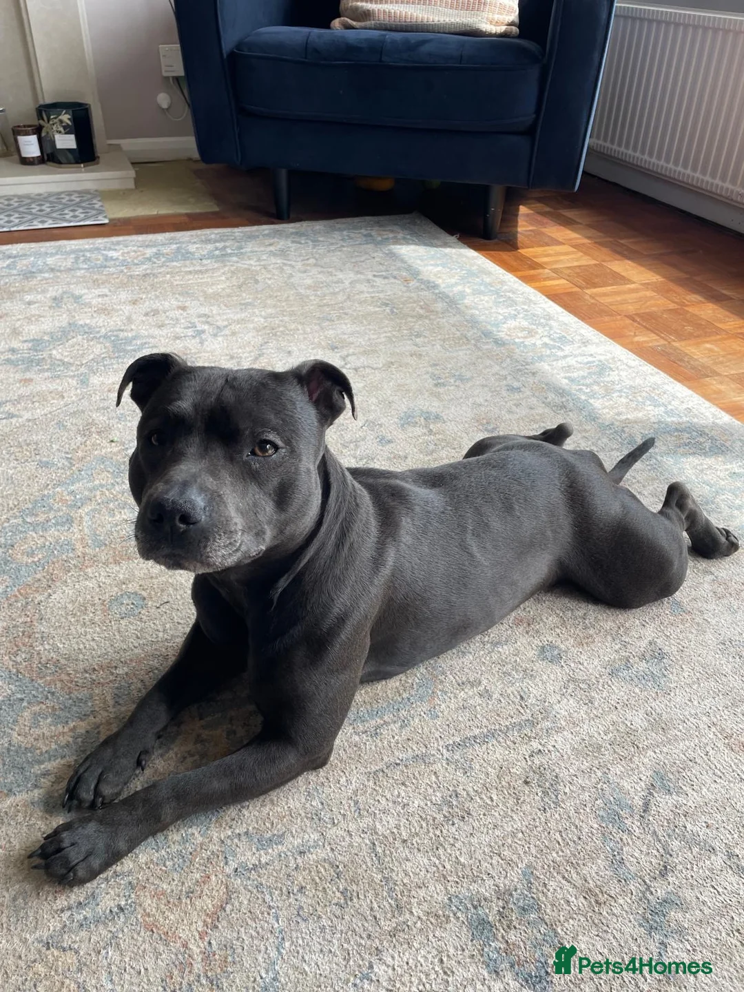 Staffordshire Bull Terrier dogs for sale: Blue & White KC Staffordshire Bull Terrier Puppy - Advert 13