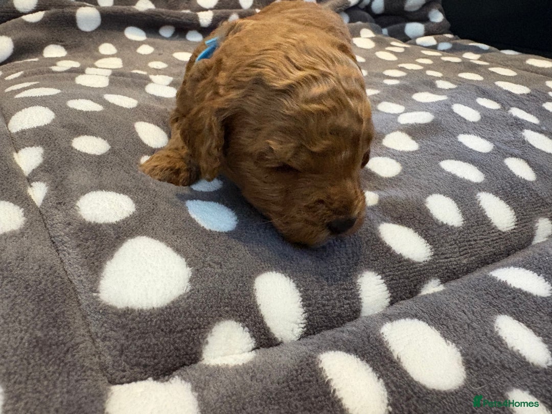 Cavapoo dogs for sale: Adorable Toy Cavapoo puppies ready on 3rd November - Image 11