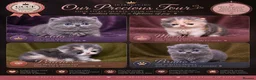 Persian cats for sale: Beautiful GCCF Registered Persian Kittens  - Advert 7