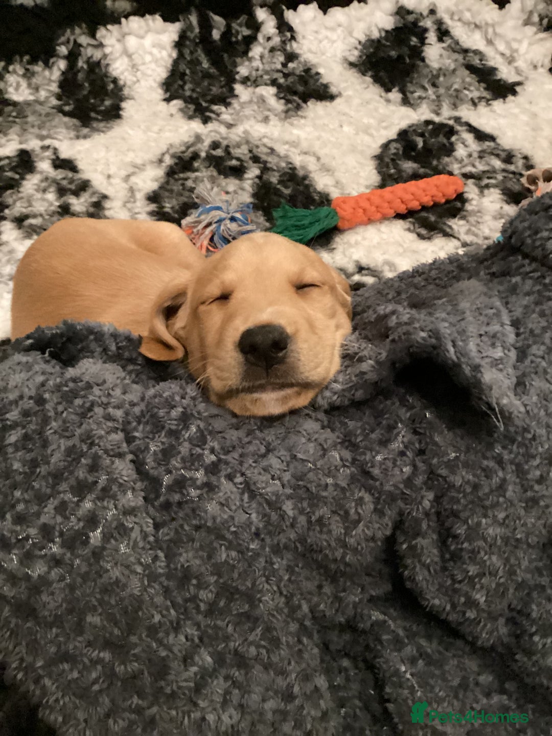 Labrador Retriever dogs for sale: LABRADOR PUPPIES  - Advert 5