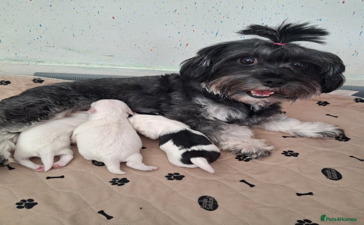 Mixed Breed dogs - Advert 4