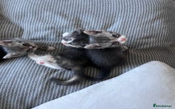 Persian cats for sale: Persian cross  - Image 5
