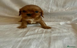 Cavalier King Charles Spaniel dogs for sale: 🐶 KC, RUBY RED cavalier King Charles  - Image 18