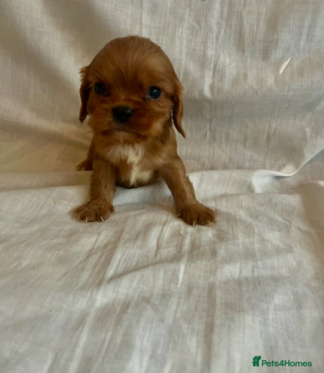 Cavalier King Charles Spaniel dogs for sale: 🐶 KC, RUBY RED cavalier King Charles  - Image 18