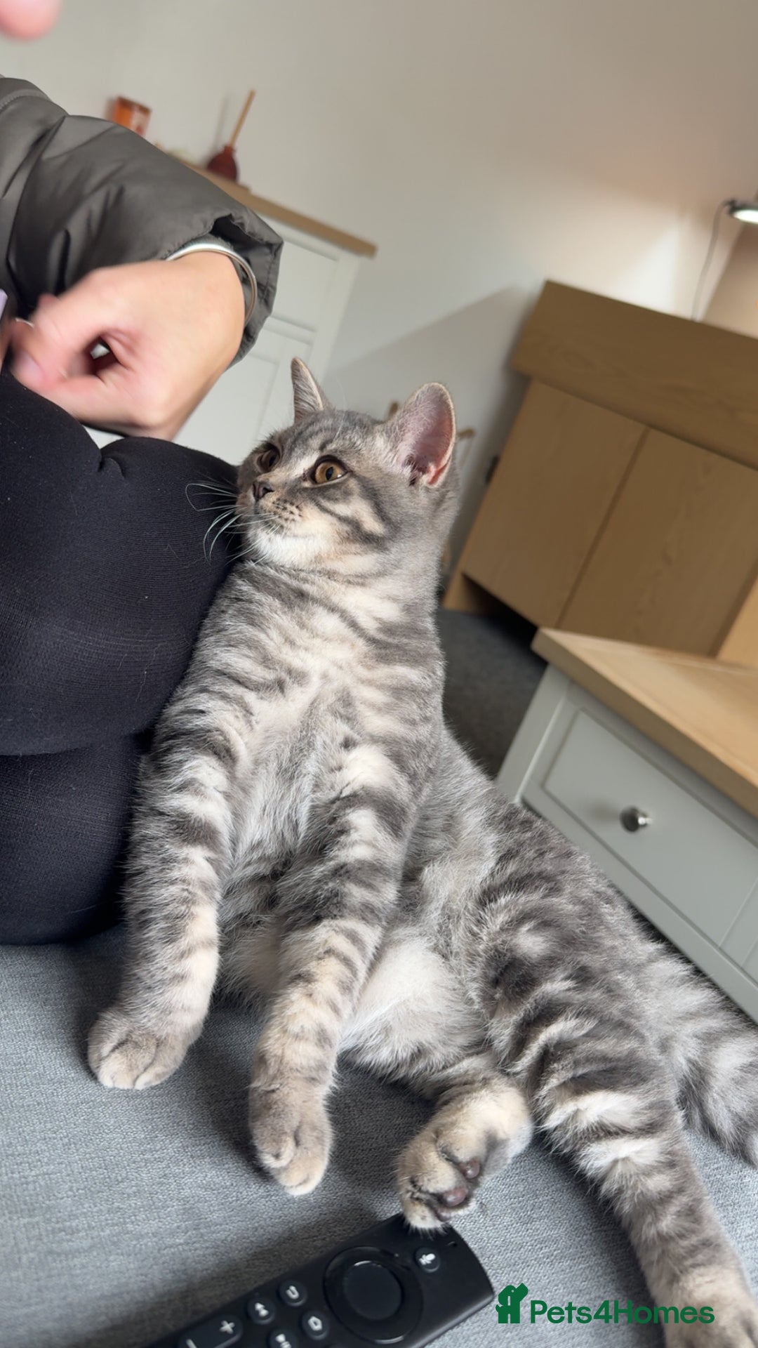 British Shorthair cats for sale: British shorthair boy  - Advert 9