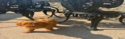 Cockapoo dogs for sale: Just 2 Beautiful Cockapoo Puppies  - Advert 8