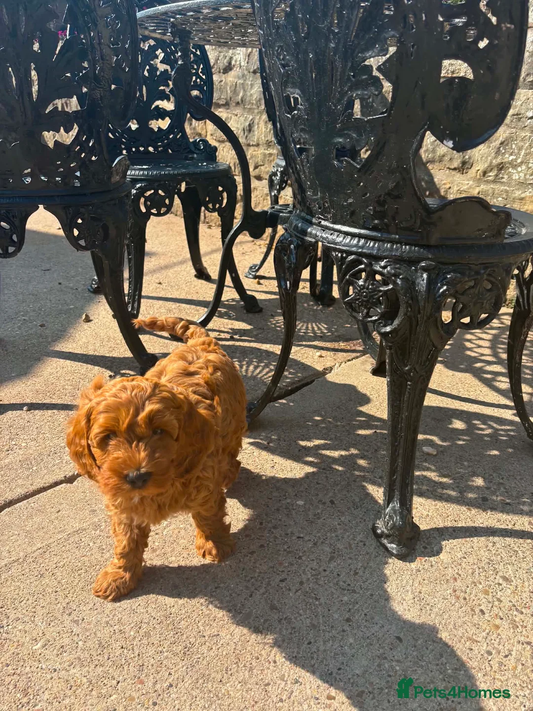 Cockapoo dogs for sale: Just 2 Beautiful Cockapoo Puppies  - Advert 8