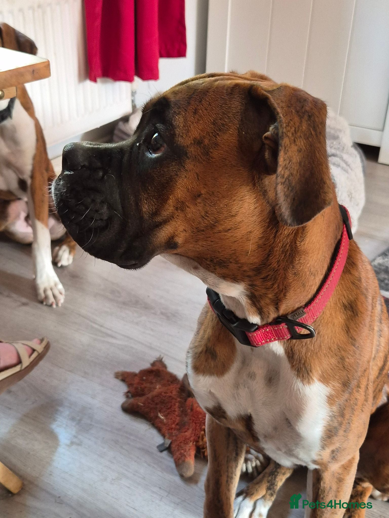 Boxer dogs Male 6 months boxer - Advert 7