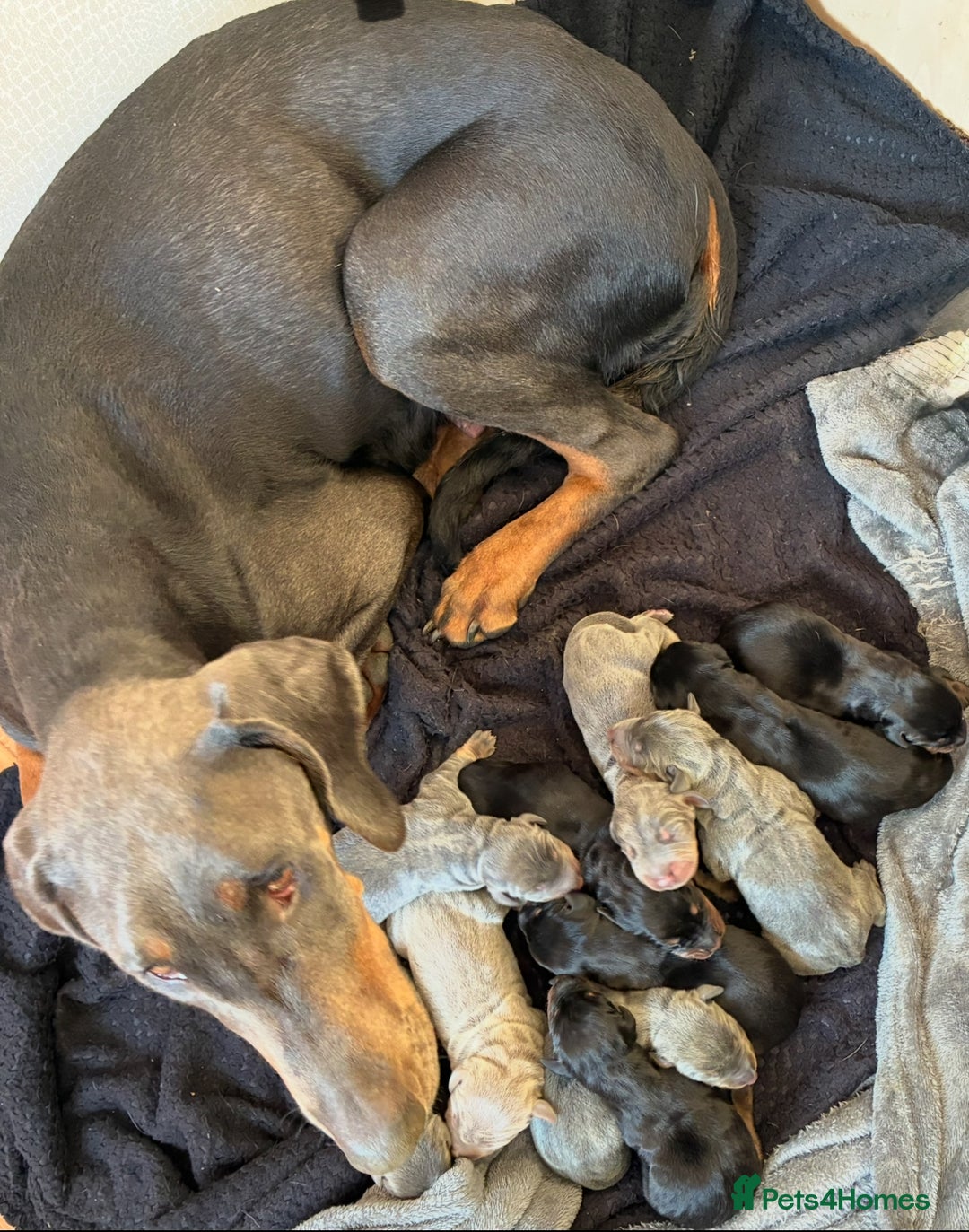 Dobermann dogs for sale: Beautiful puppy’s  - Image 19
