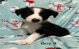 Border Collie dogs for sale: PEDIGREE ISDS & KC BORDER COLLIE PUPS - Image 30