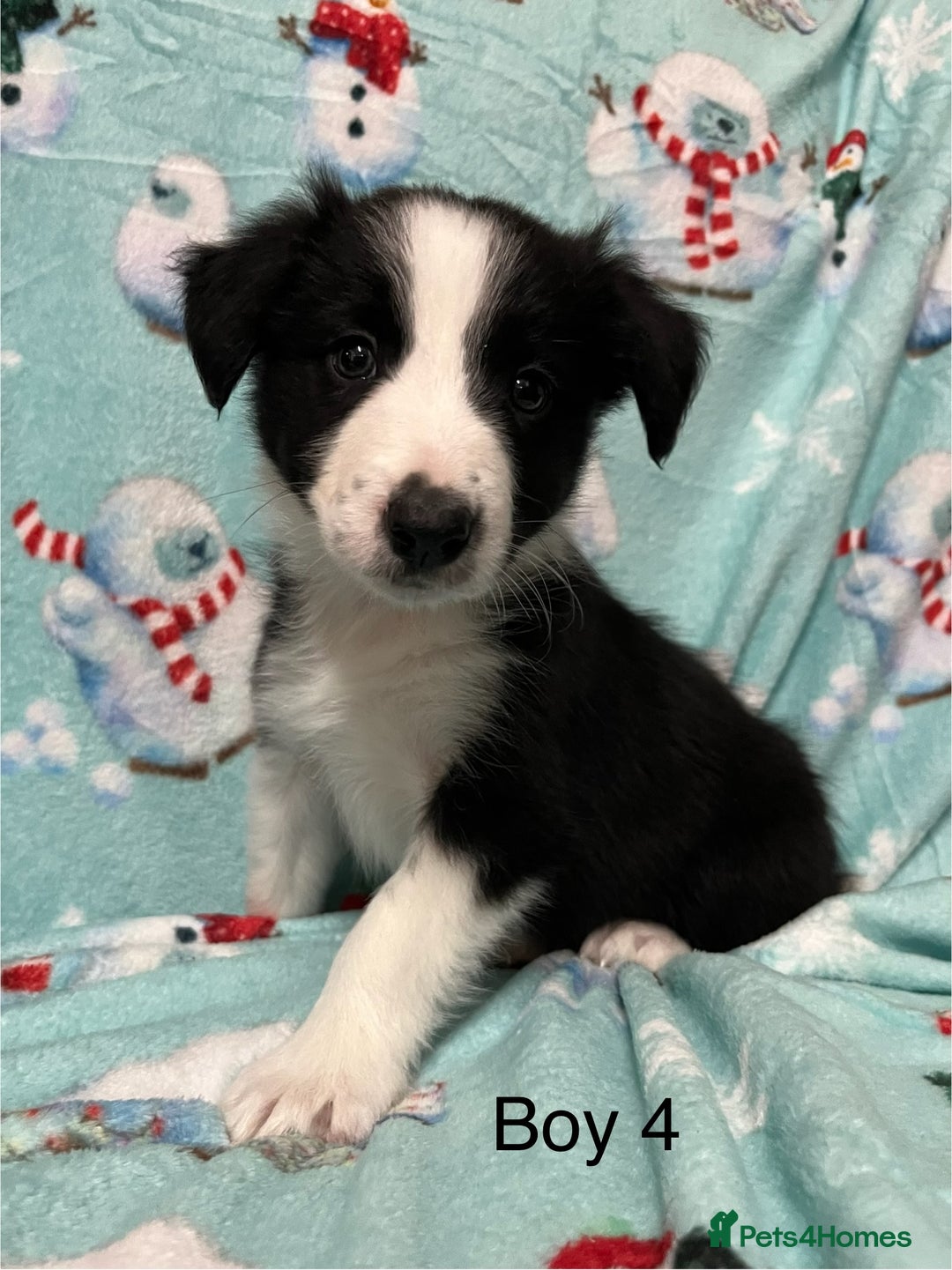 Border Collie dogs for sale: PEDIGREE ISDS & KC BORDER COLLIE PUPS - Image 30