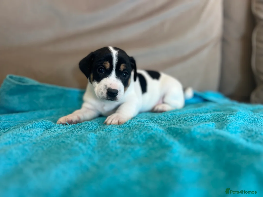Jack Russell dogs for sale: Minature short legged Jack russell - Advert 1