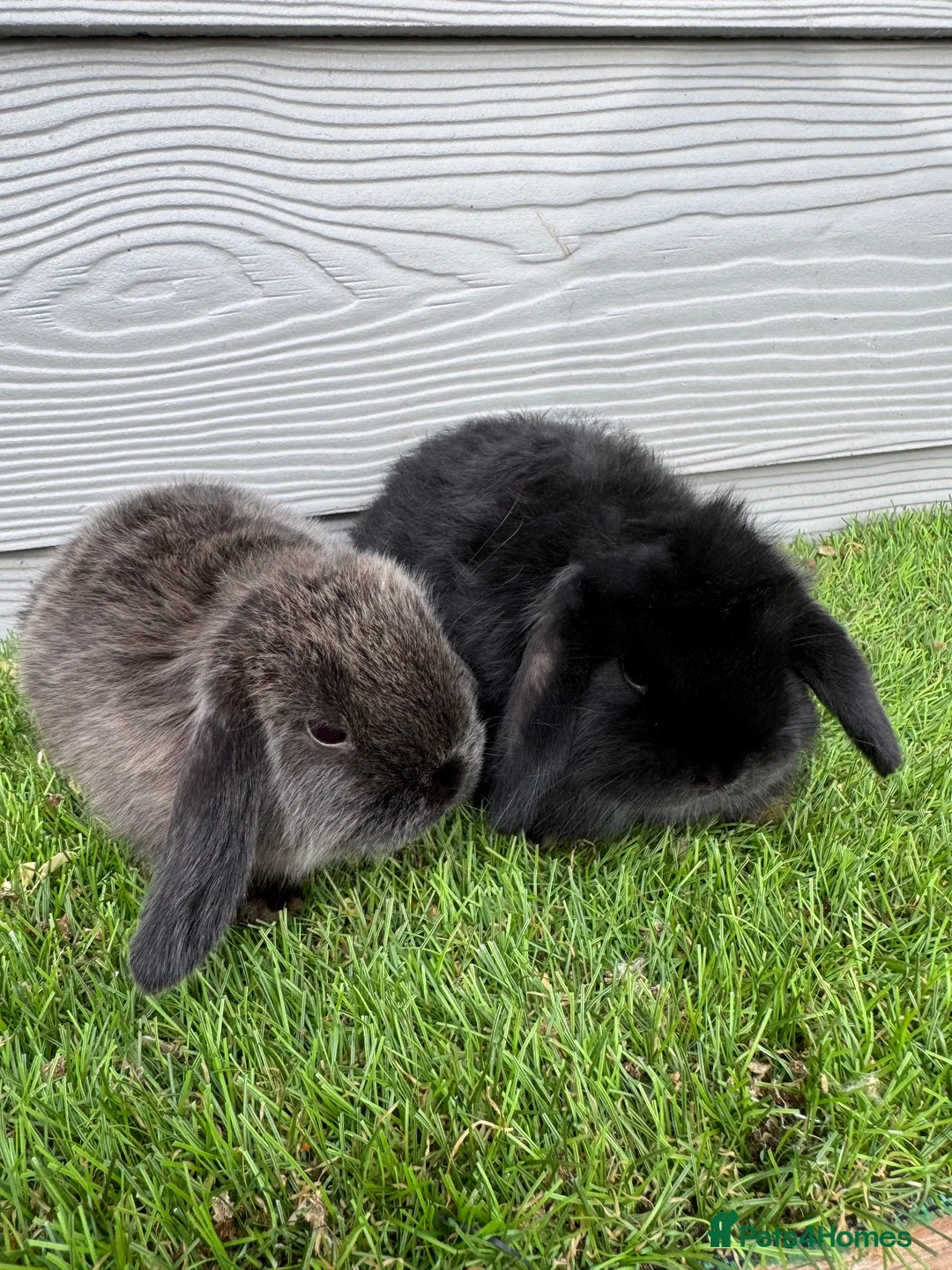 Mini Lop rabbits for sale: Mini Lop Show Bunnys Ready 22nd Aug £20 Deposit  - Advert 2