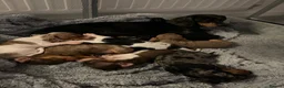 Dachshund dogs for sale: Daucshaund Puppies  - Advert 1