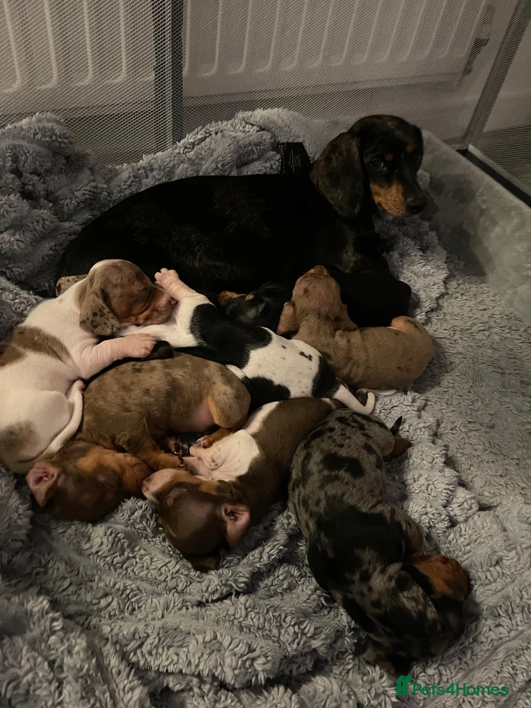 Dachshund dogs for sale: Daucshaund Puppies  - Advert 1