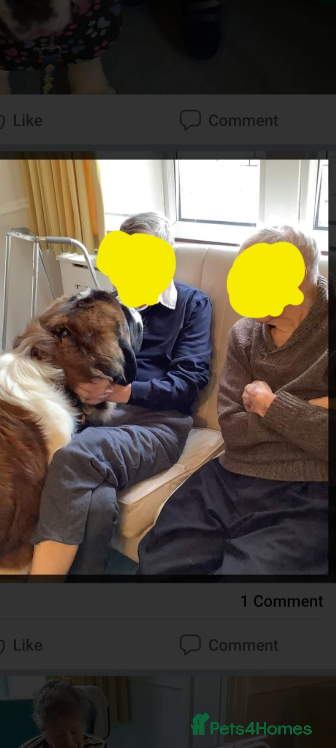 Saint Bernard dogs for stud: Stunning KC reg saint Bernard for stud.  in Chester - Image 15