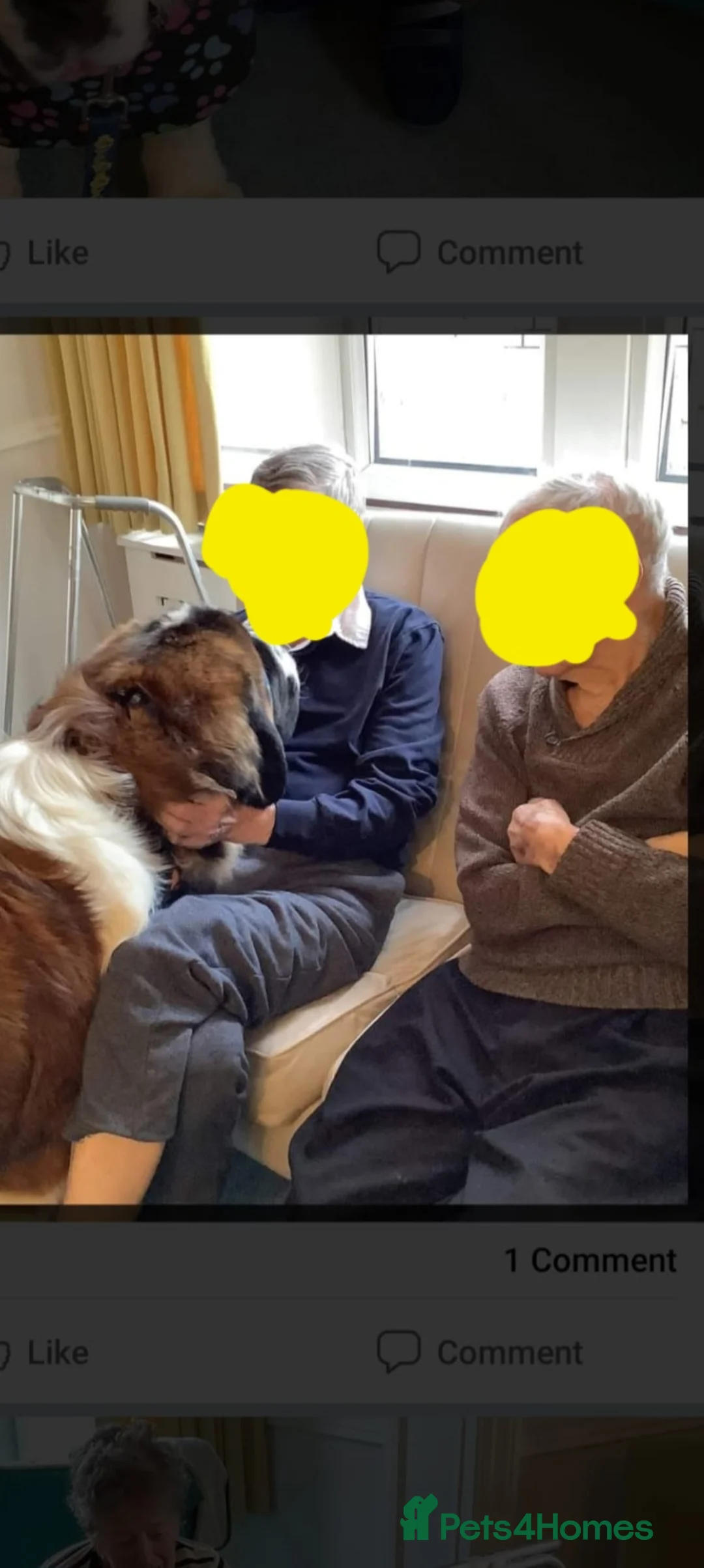 Saint Bernard dogs for stud: Outstanding KC reg saint Bernard for stud.  in Chester - Advert 15