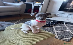 Italian Greyhound dogs for sale: 7/8 Italian greyhound x 1/8 whippet pup for sale  - Image 1
