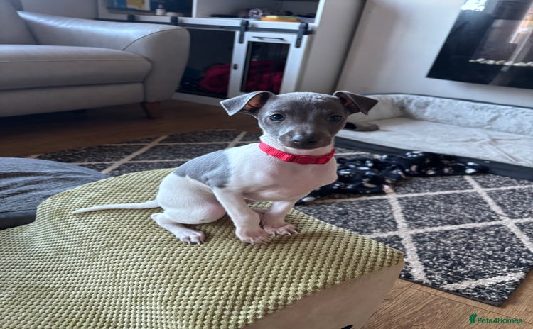 Italian Greyhound dogs - Advert 1