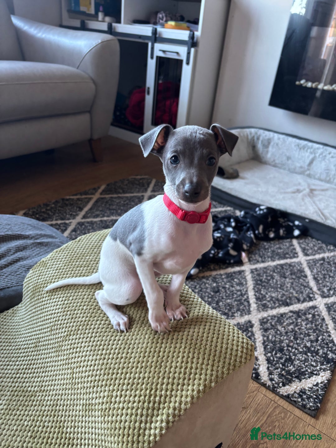 Italian Greyhound dogs for sale: 7/8 Italian greyhound x 1/8 whippet pup for sale  - Image 1